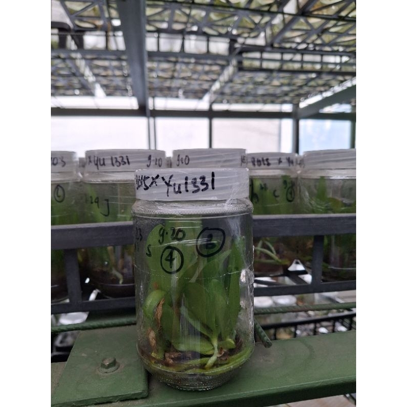 Botolan Anggrek Silangan