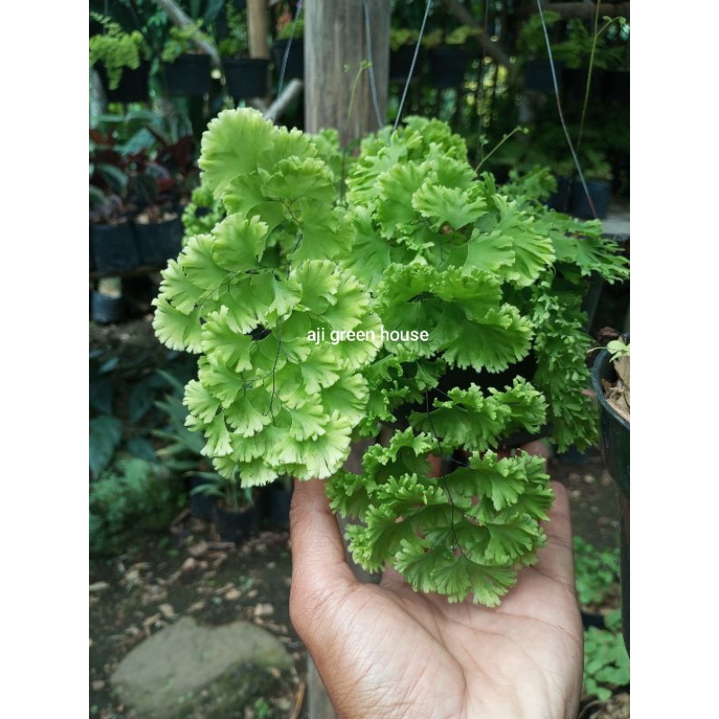 suplir tanaman hias/ suplir green peticoat/pettycoat/adiantum/suplir langka/suplir koleksi