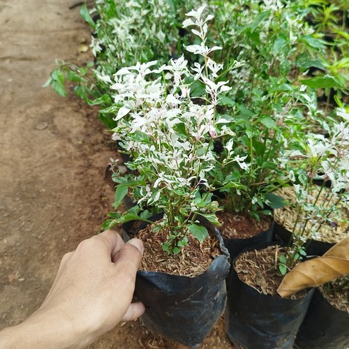 Bibit bonsai pohon putri salju