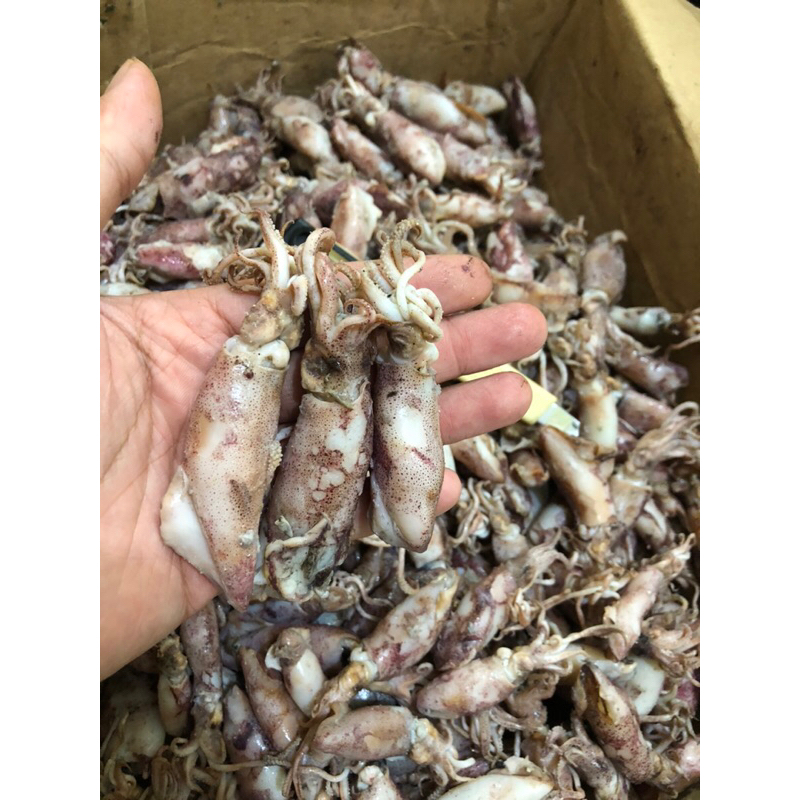 

500gr ikan asin cumi asin sotong cumi rebus ukuran jumbo / kasar