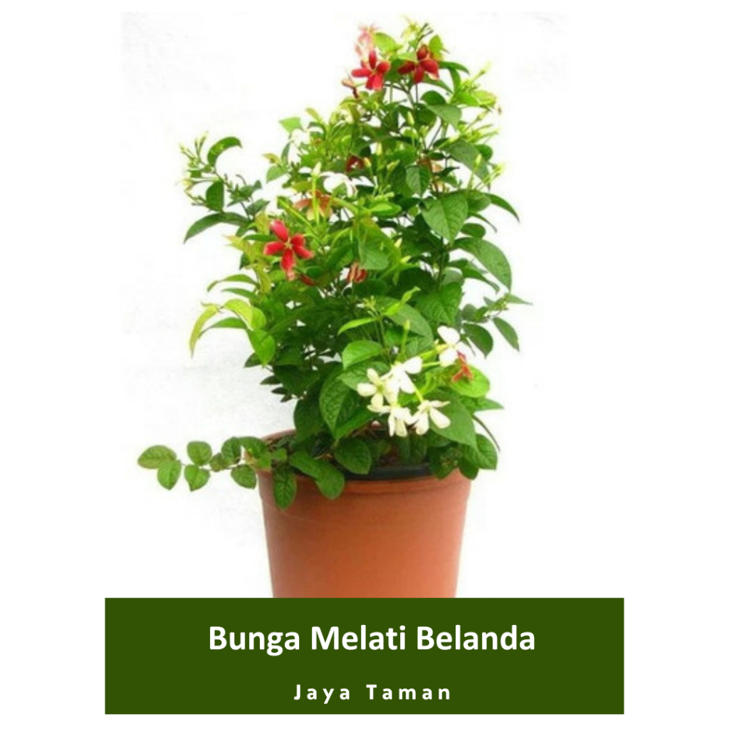 Promo COD Pohon Melati Belanda - Tanaman Hias Pohon Bunga Melati Belanda