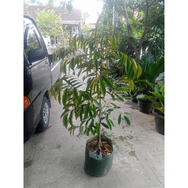 bibit durian super tembaga super