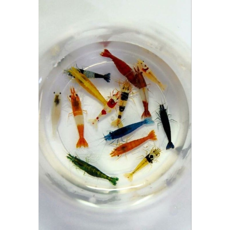 Paket 10 ekor Udang Hias Aquascape