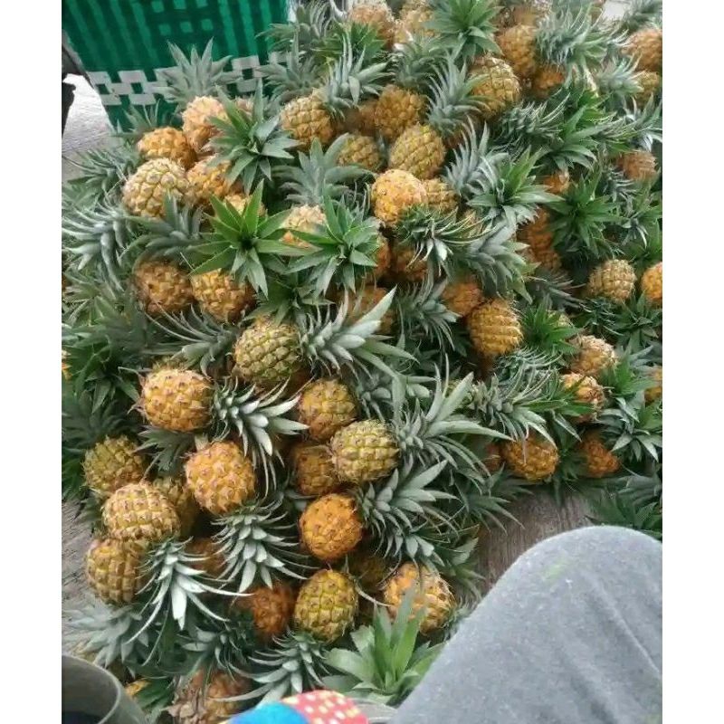 

Mangga