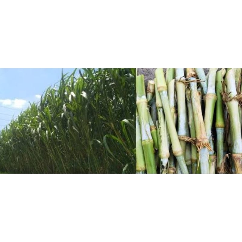 gambar bibit biovitas bb biogen (paket 3 kg#rumput#biovitas#bb biogen