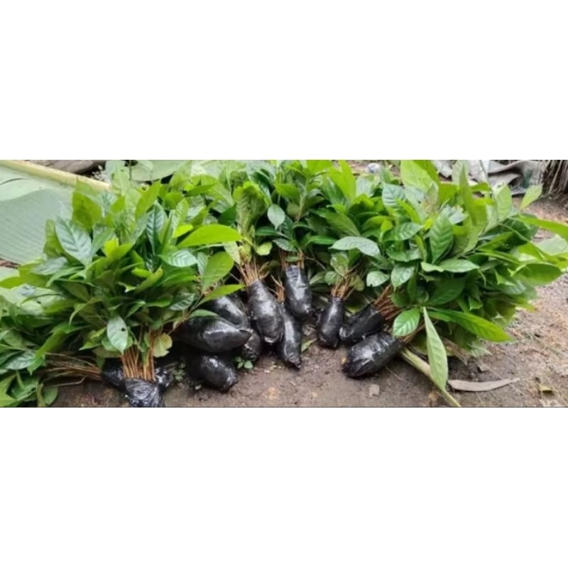 paketan 75 batang bibit kopi robusta lampung cabutan siap tanam#bibit#kopi#robusta#lampung#cabutan#