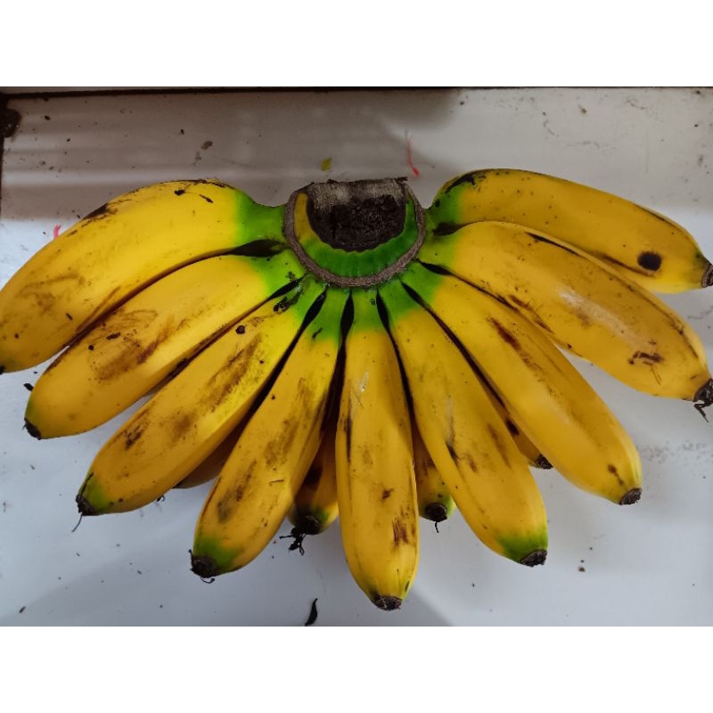 

pisang barangan segar 1sisir