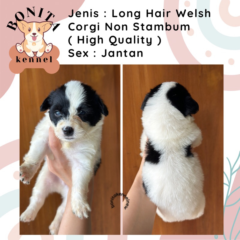 Welsh Corgi Non Stambum Jantan Betina Anjing Corgi Tricolor Sable