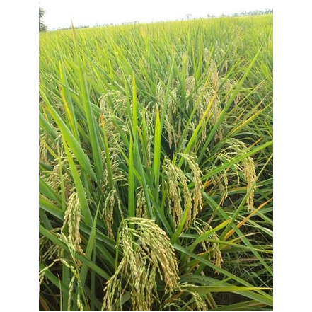 Benih Padi Cibatu 08 Kemasan 5kg - Bibit Padi Cibatu 08 5 kg