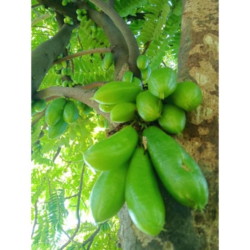 

BUAH BELIMBING WULUH