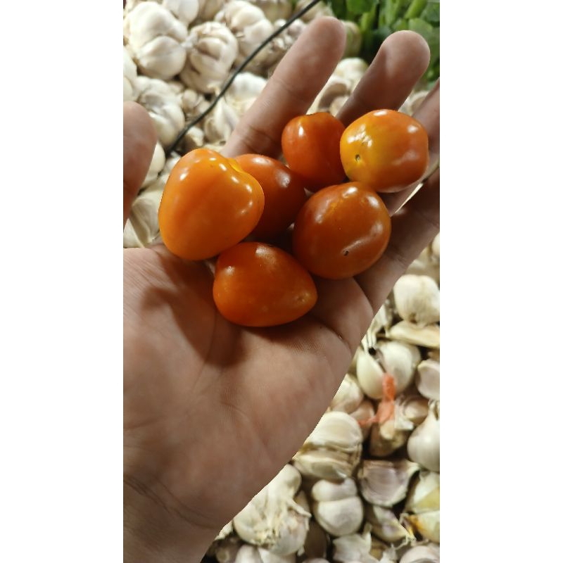 

tomat cery fersh segar promo 500grm