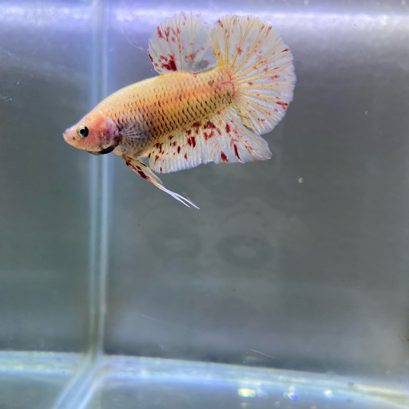 

Stiker Cupang Yellow Vanda Line Thailand