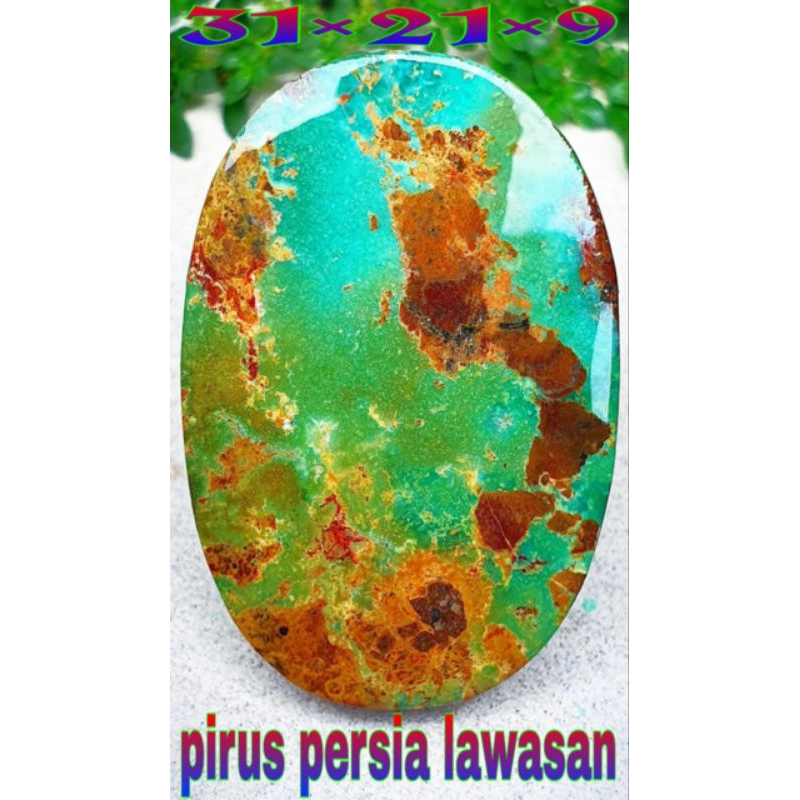 Pirus Persia jumbo lawasan