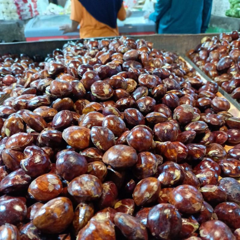 

jengkol tua
