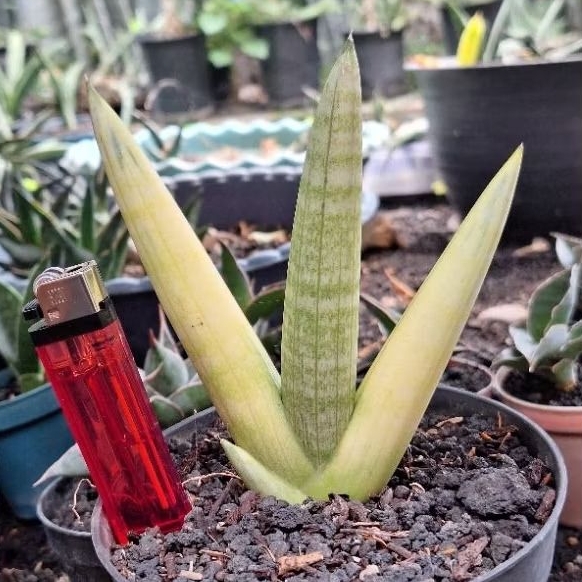 Boncel Varigata Sansevieria Lidahmertua