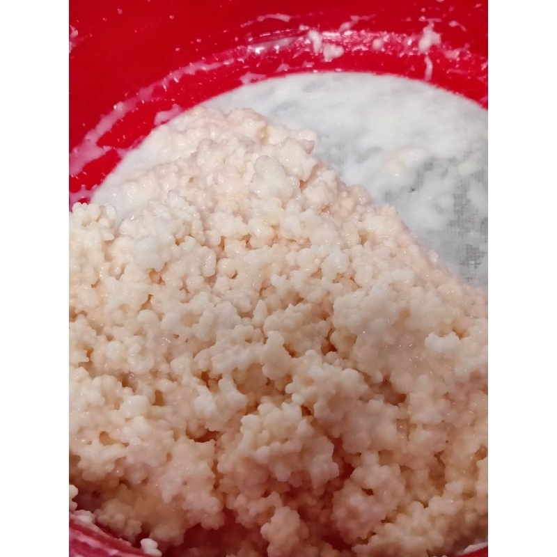 

Bibit kefir | Grains kefir| susu fermentasi