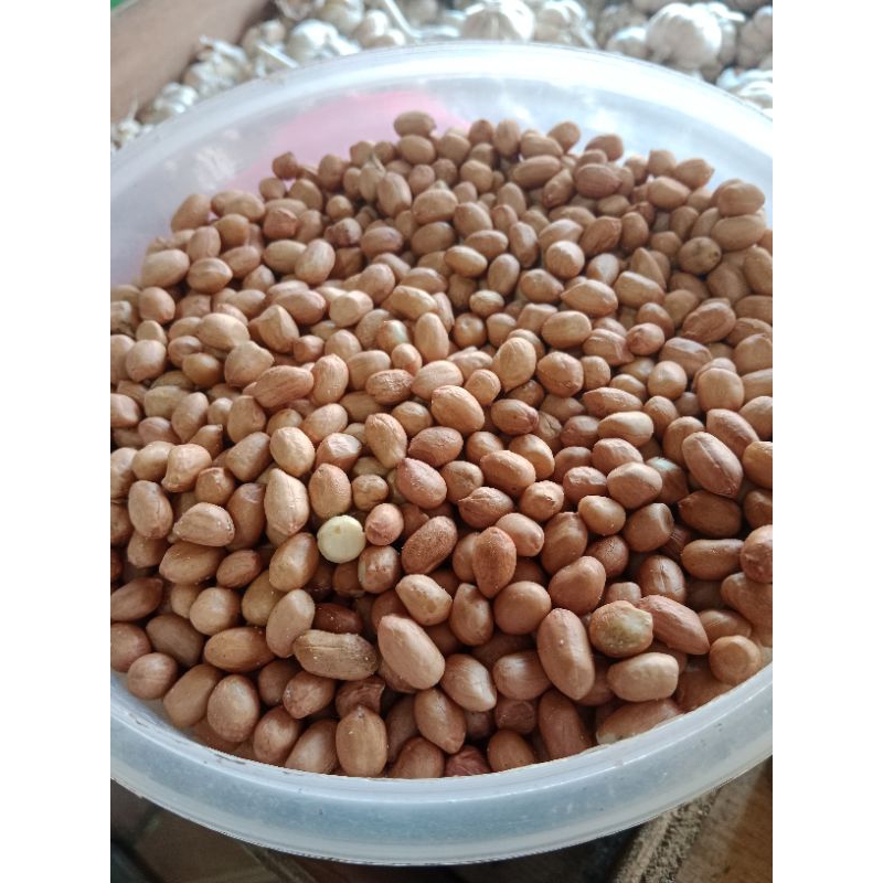 

Kacang Tanah