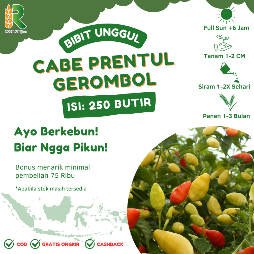 (250 BUTIR) BIJI BENIH CABE RAWIT PRENTUL GEROMBOL UNGGULAN