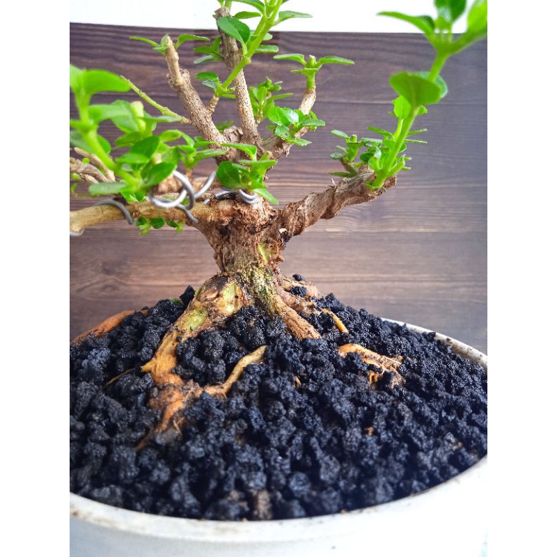 Bonsai sancang mame prokar bahan bonsai sancang
