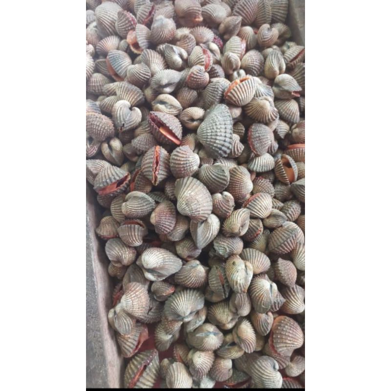 KERANG DARA BESAR HIDUP  1 KG