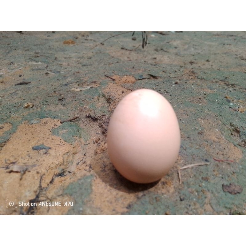 

telur ayam kampung