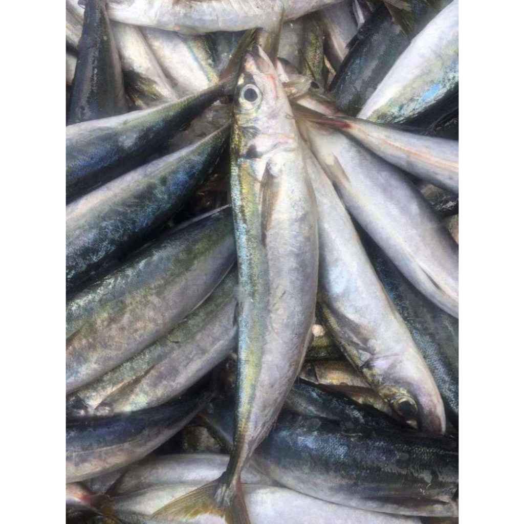 

Ikan Layang / Deles / Malalalugis Fresh Frozen 1KG