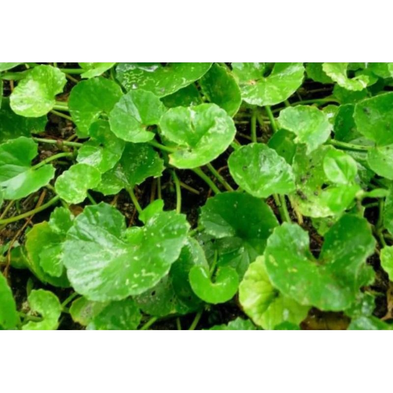 

daun pegangan segar1kg