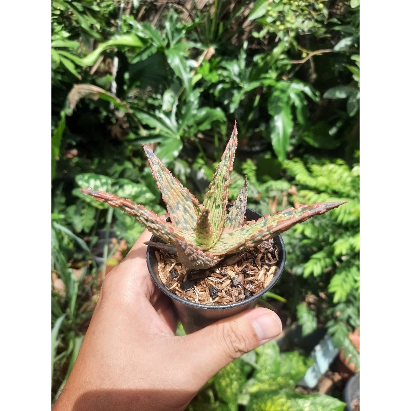 aloe tct hybrid salmon marble