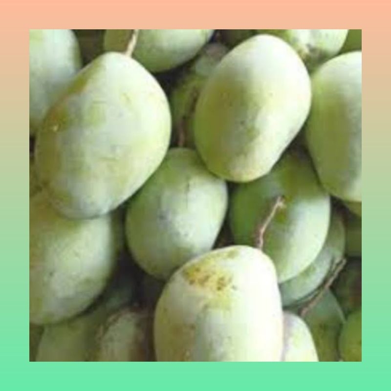 

Mangga cengkir segar 1 kg | Buah mangga cengkir 1 kg | Buah mangga cengkir premium | Mangga cengkir fresh