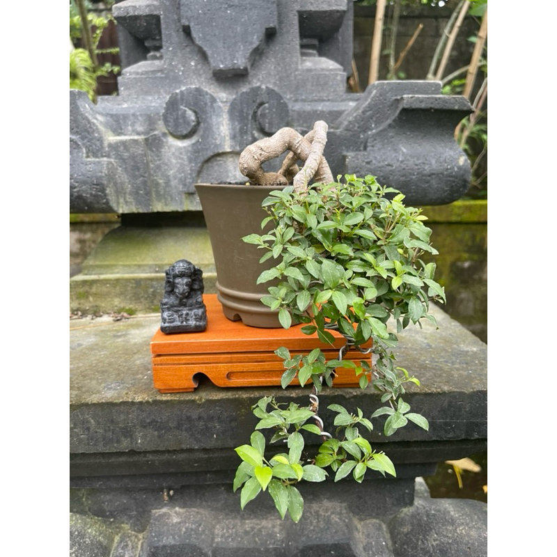 Bonsai Sakura Mikro siap pajang