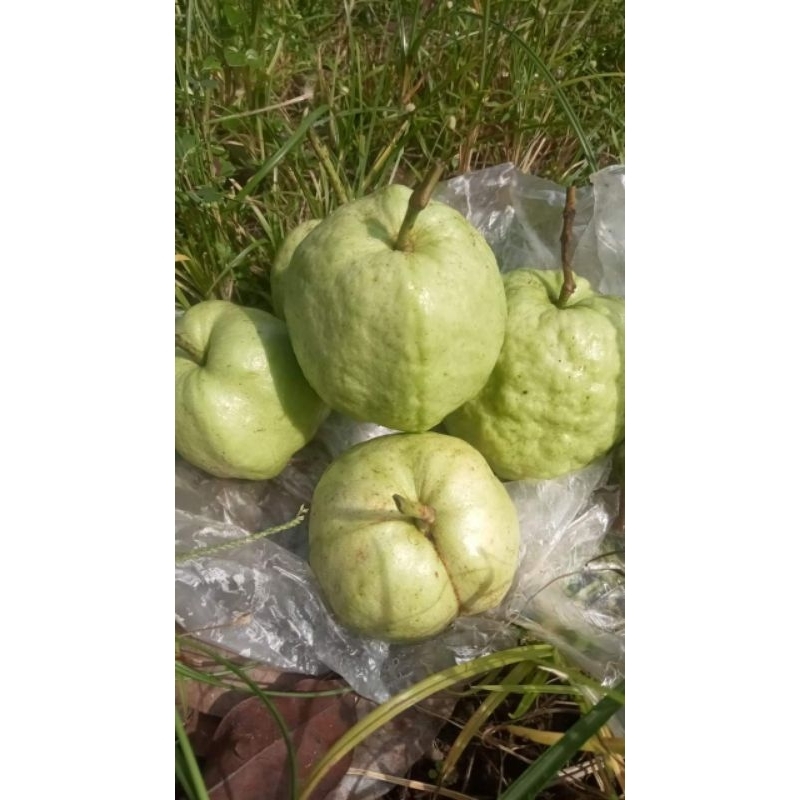 

Jambu Kristal Non biji 1 kg