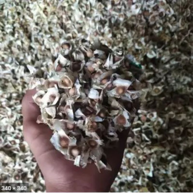 

Biji kelor untuk pakan ternak 10 gram