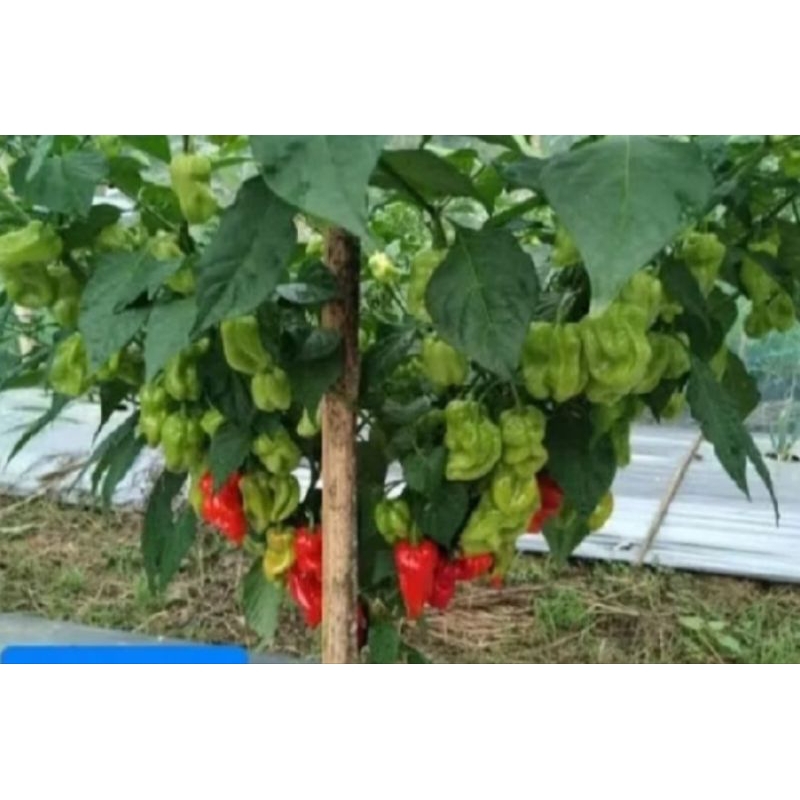 4 biji benih bibit cabe Toraja /cabe Katokkon super duper pedas