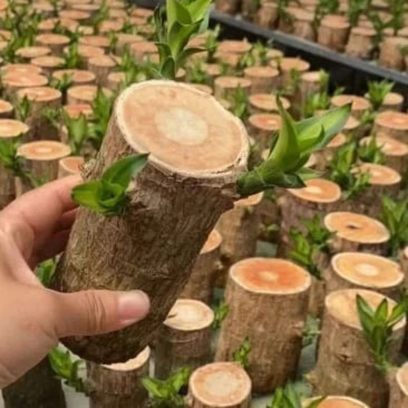 Produk Baru Paket 10 Batang Hanjuang Brazilian Wood Hanjuang hijau Bahan Bonsai T :15
