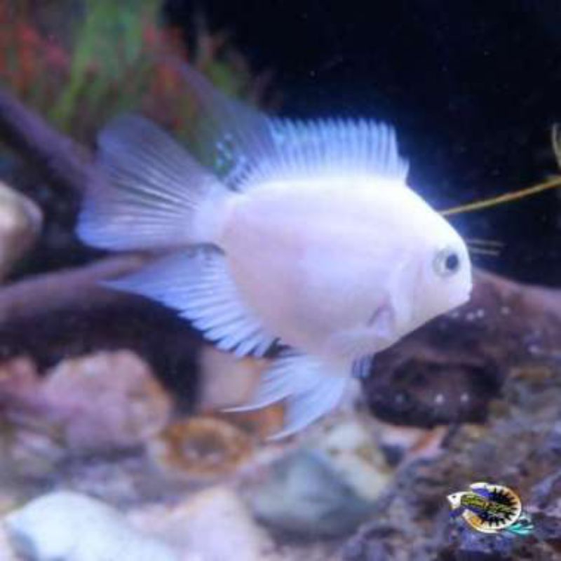IKAN HIAS PLATINUM POLAR