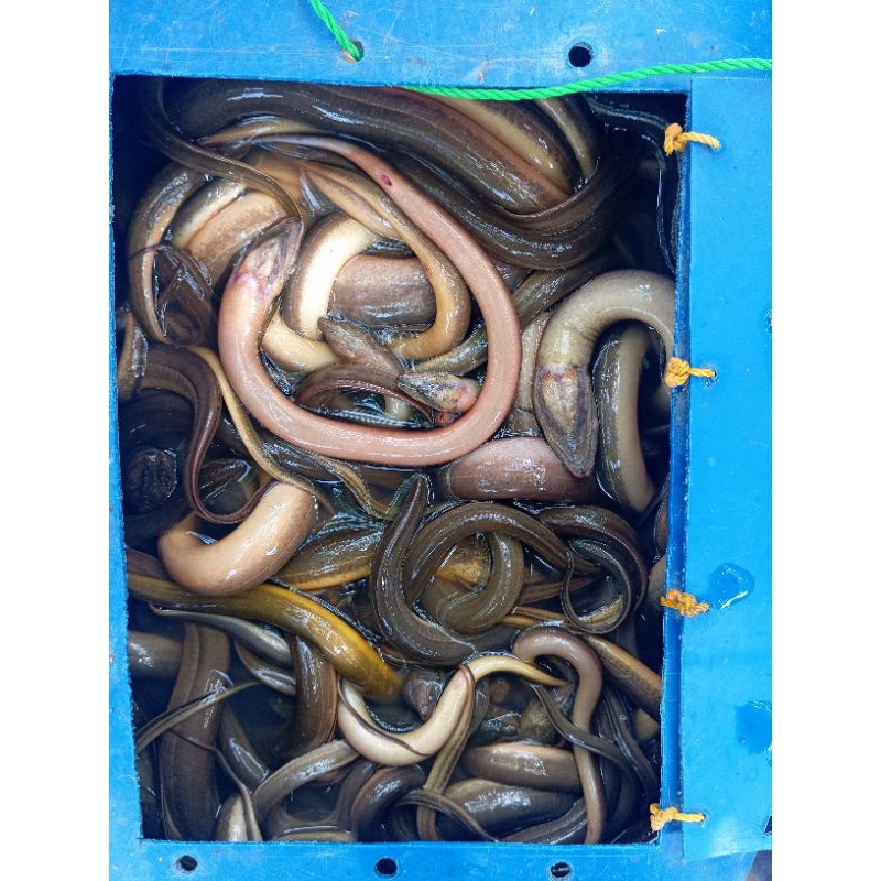 

belut sawah babon & sarimi(kecil)