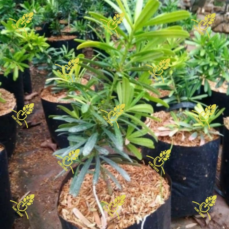 Promo tanaman lohansung cincuan | bahan bonsai lohansung taiwan | tanaman bonsai lohansung cincuan t