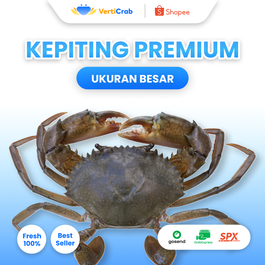 

KEPITING PREMIUM BERUKURAN BESAR