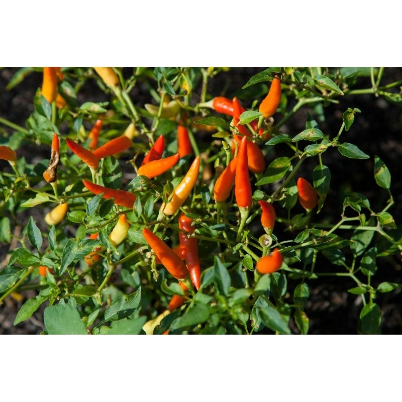 

cabe rawit berat 1 kg