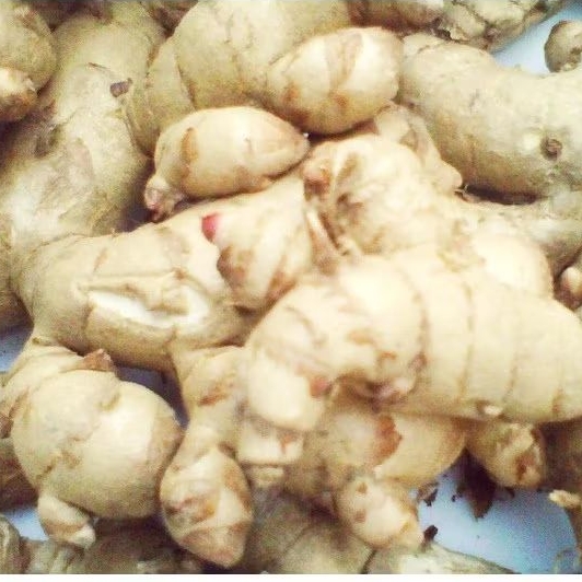 

KUKURING Kunyit Putih Segar 1kg temu putih Asli Untuk Kangker.