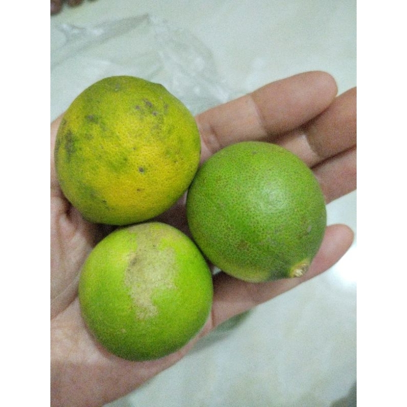 

Jeruk nipis 500gr