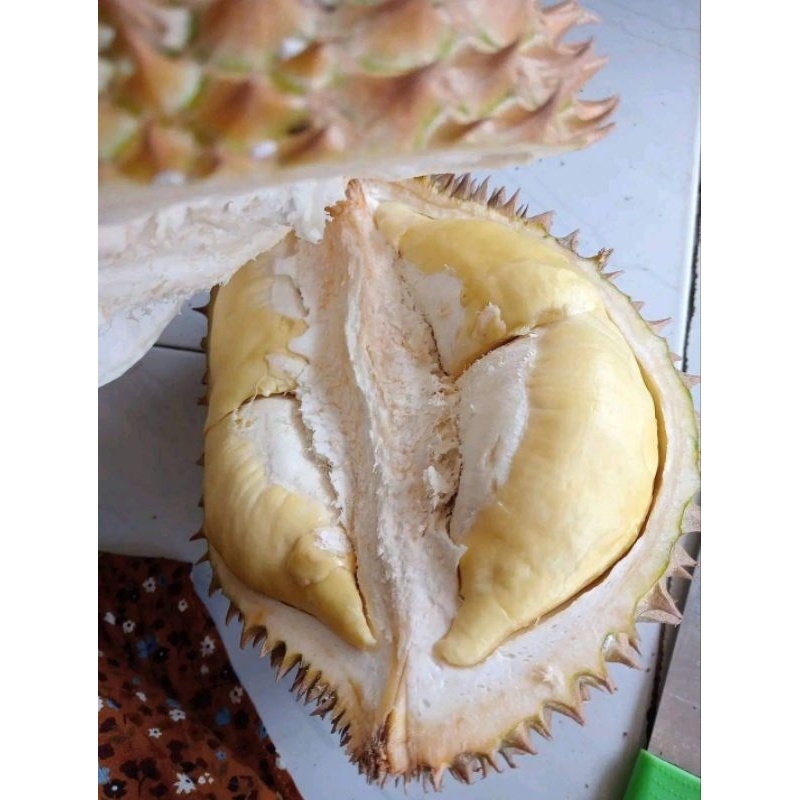 

durian montong bergaransi area surabaya dan sidoarjo