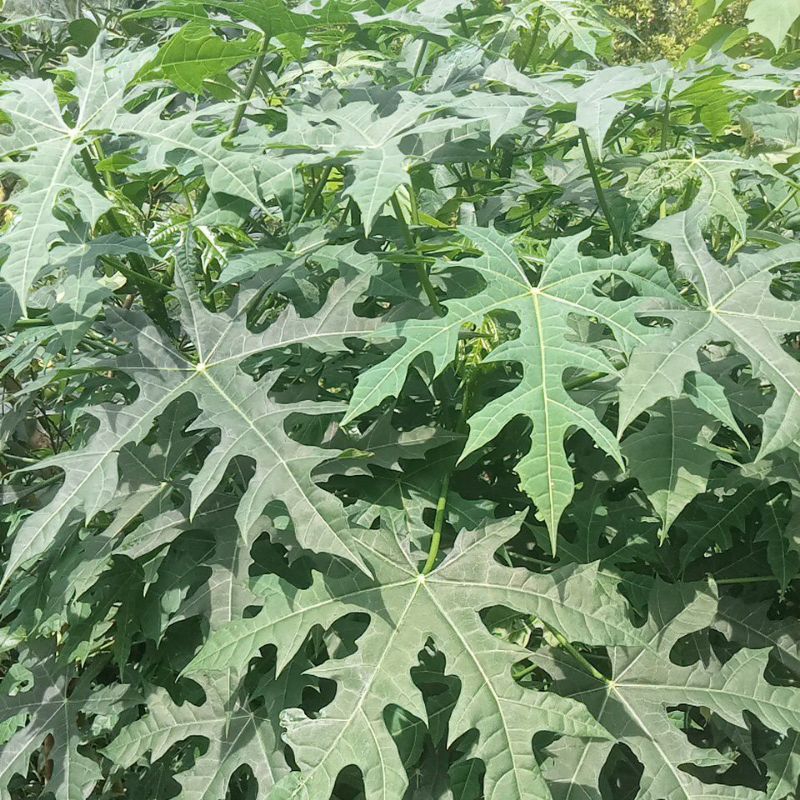 

daun pepaya jepang fresh 500g