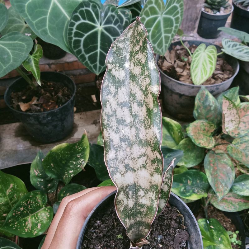 Sansevieria kirkii " Brown "