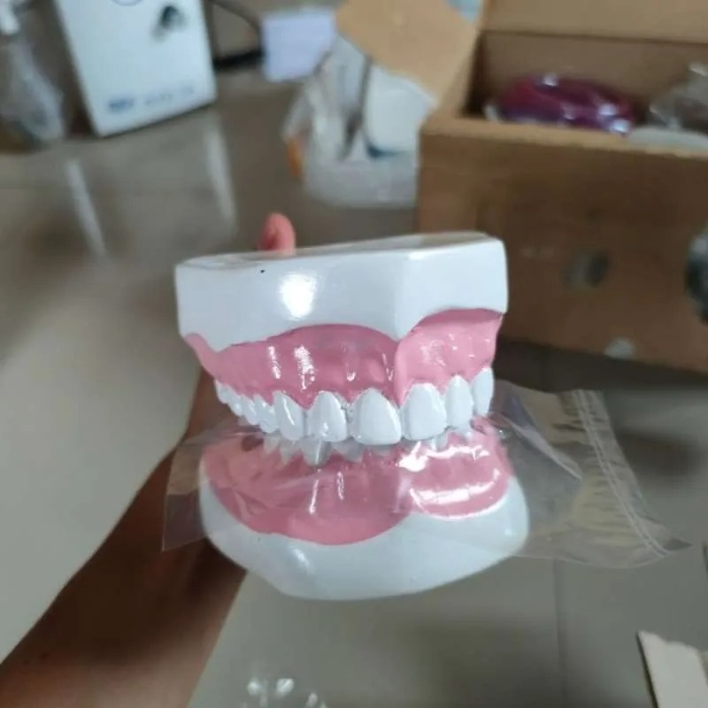 Phantom Gigi / Phantom Dental Gigi Dewasa