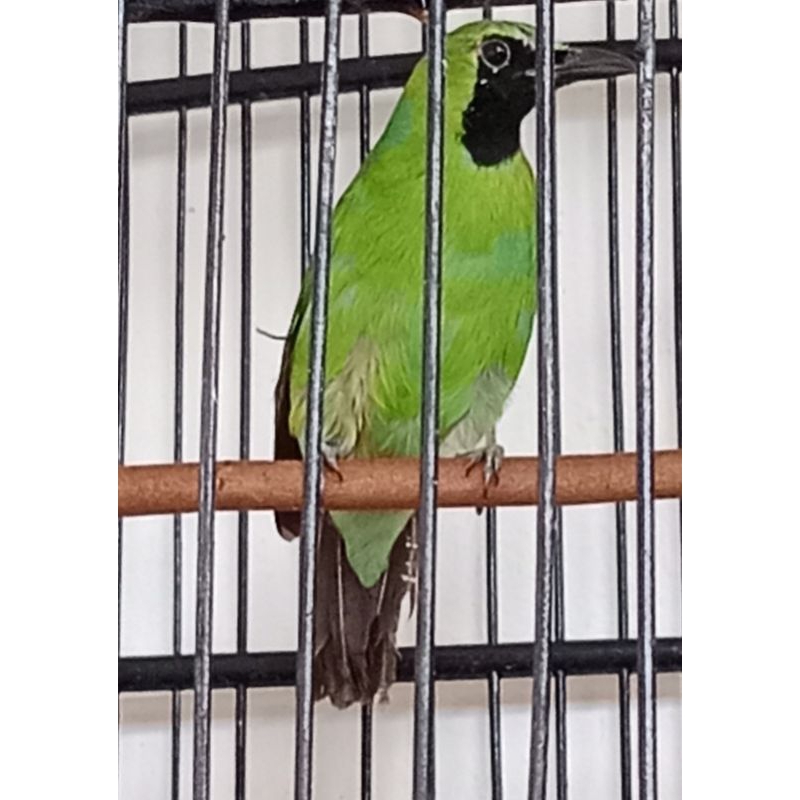 cak ijo nopeng rawatan