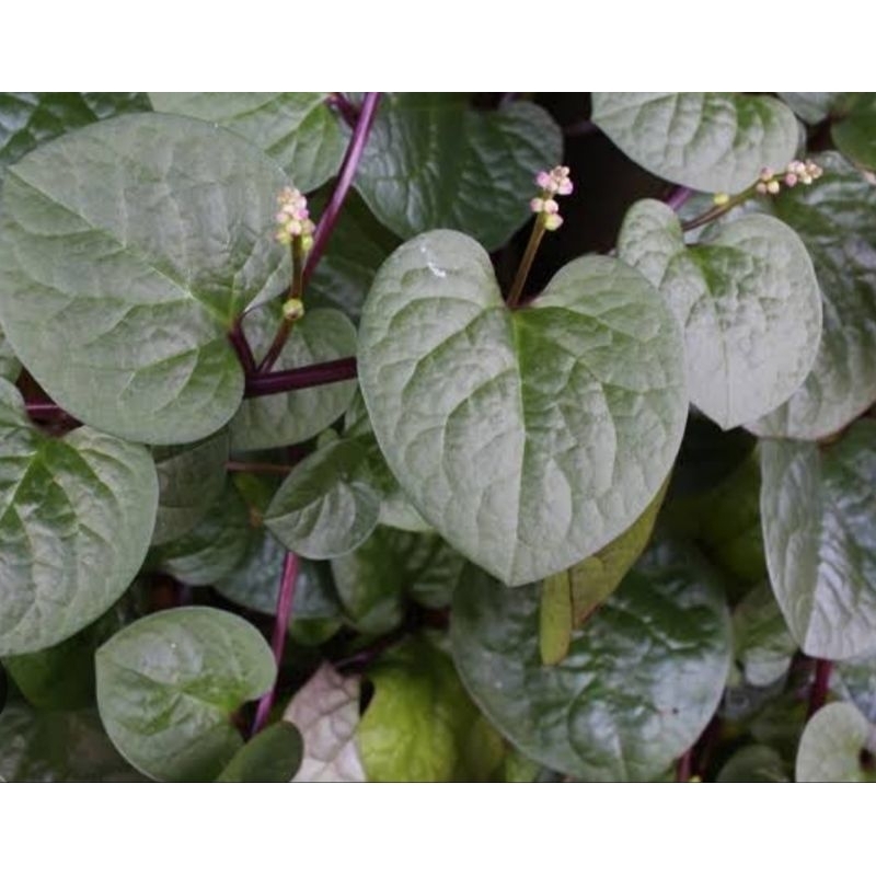 

daun binahong merah segar 100 helai