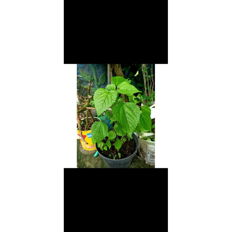 

daun jelatang daun gatal per 500 gram