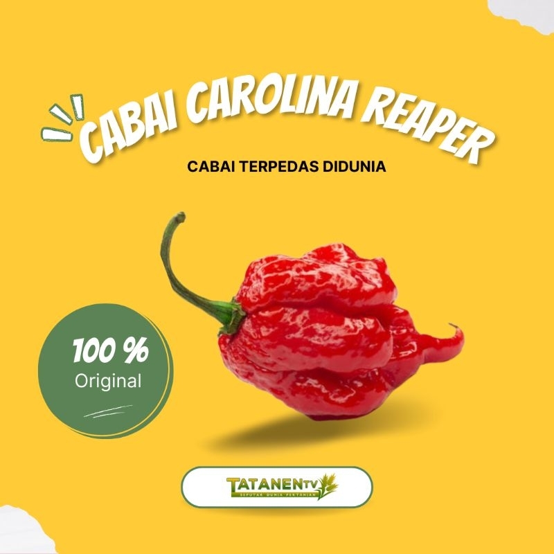 CABAI CAROLINA REAPER