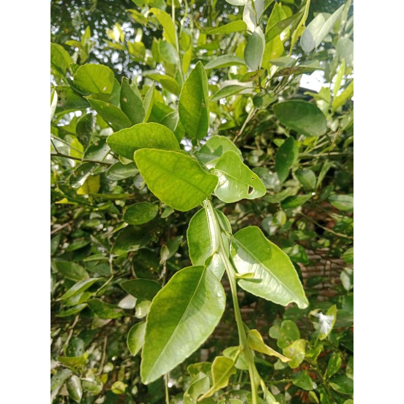 

daun jeruk segar per pack